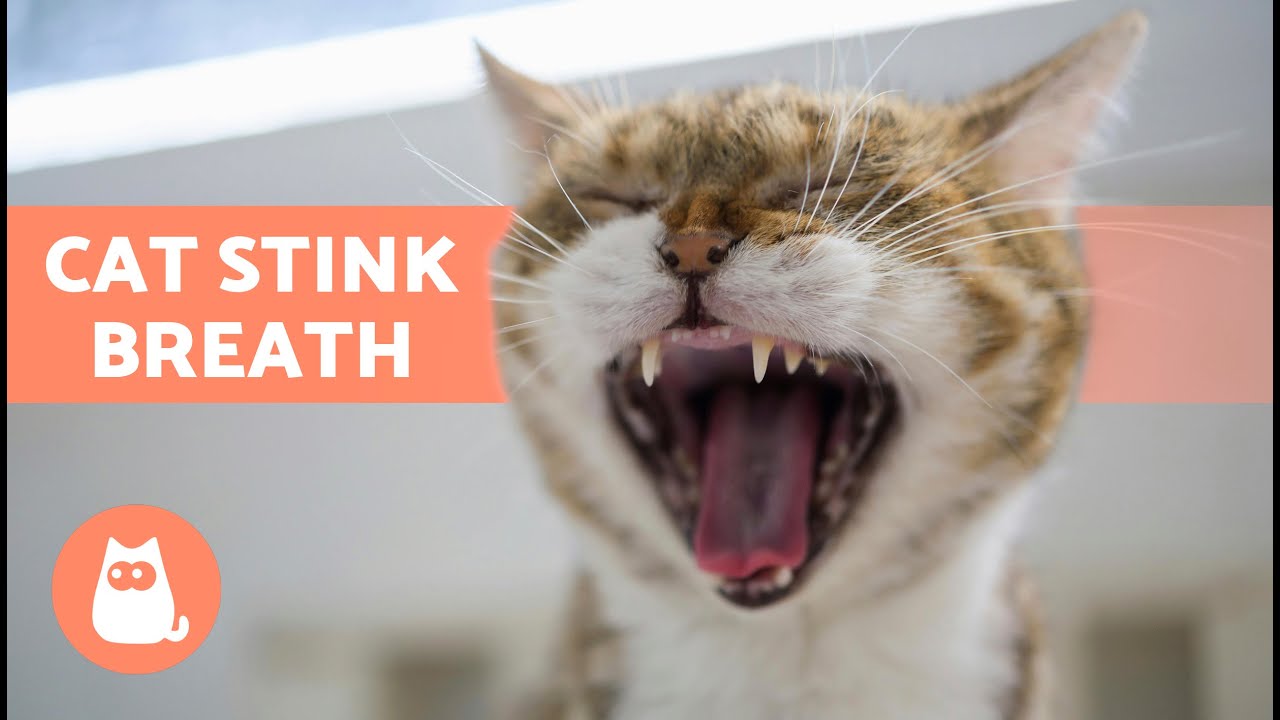 5 HOME REMEDIES for BAD BREATH in CATS 🐱💨 | My Cat's Mouth Smells Bad 🤢