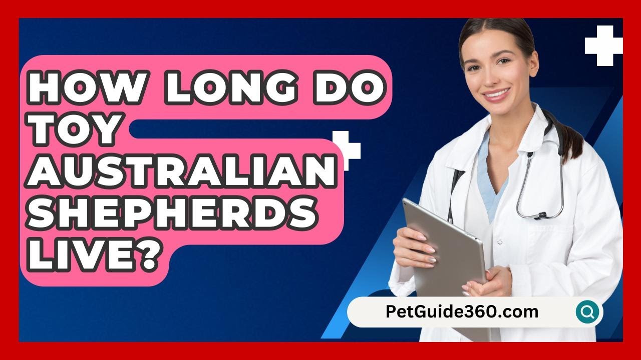 How Long Do Toy Australian Shepherds Live? - PetGuide360.com