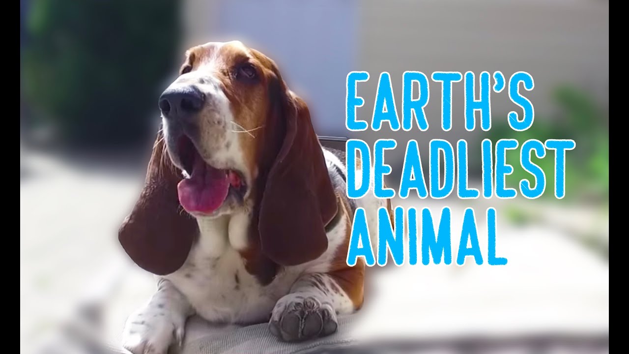 earth's deadliest animal: basset hound