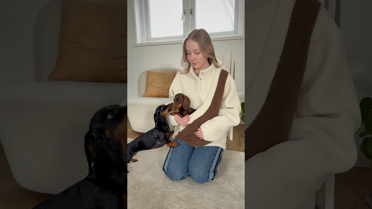 For dachshunds that get cold quickly, this Kangaroo Pouch is ideal. Warm and cozy.