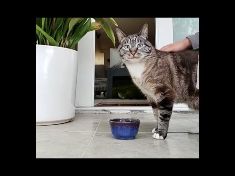 Purina Pro Plan Focus Adult Urinary Tract Health Formula Cat Food Eating Demonstration