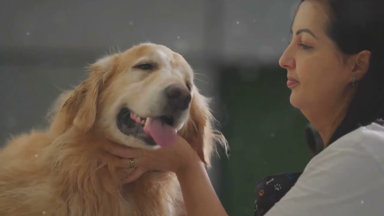 How to Boiled Chicken for Dogs: A Simple Vet-Approved Recipe