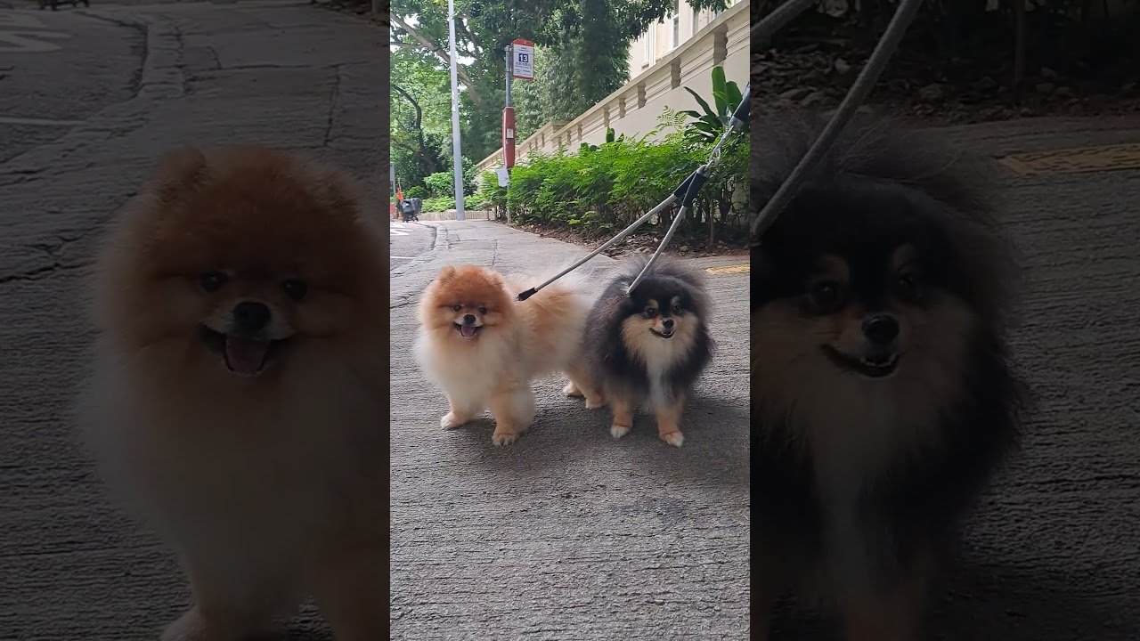 Black and Brown Pomeranian breed #dogs