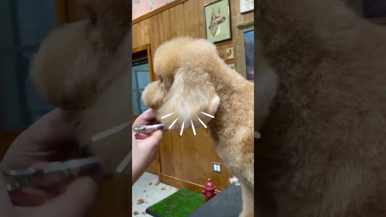 Top 5 tips for reshaping a poodle ear! 🤩 #doggroomingtips #doggroomingtutorial #jessronagrooming