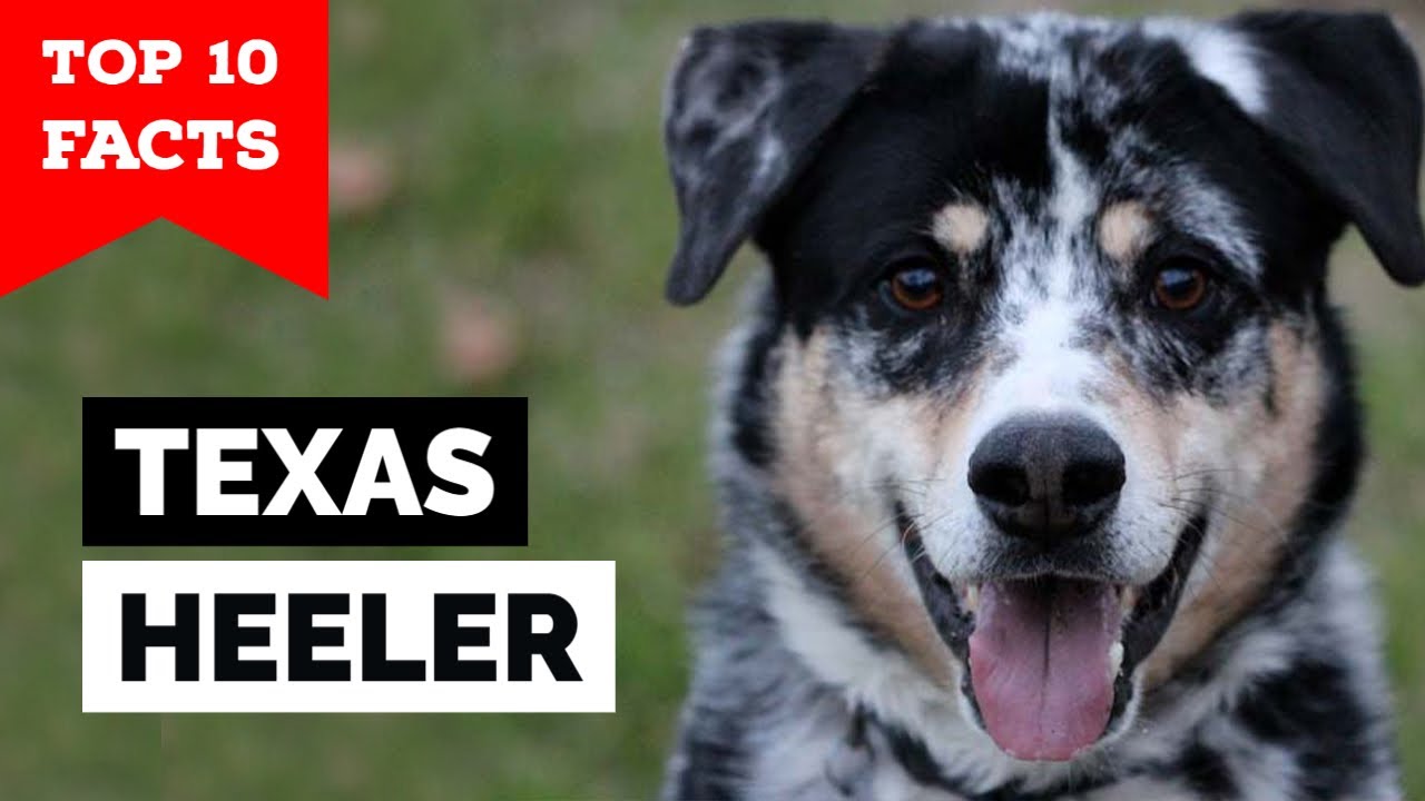 Texas Heeler - Top 10 Facts