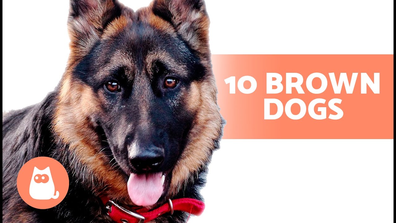 10 BROWN DOG BREEDS 🐶 Which One is Your FAVORITE?