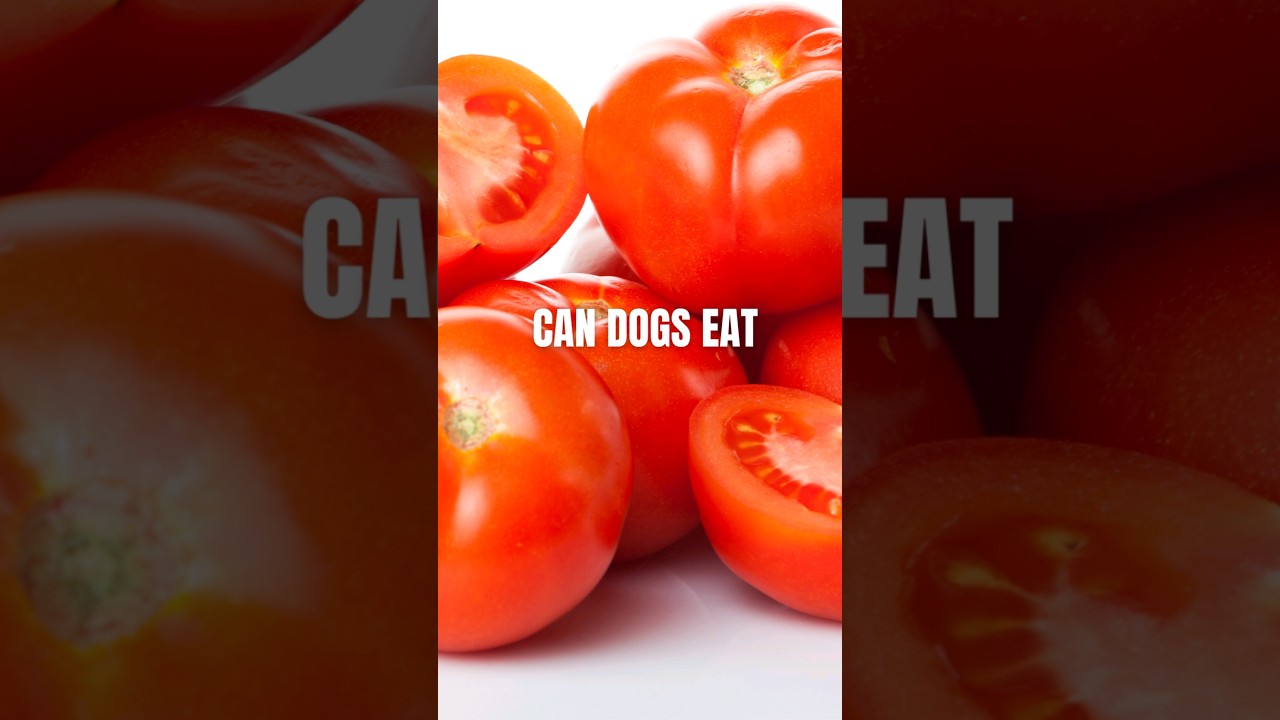 Tomatoes! 🍅 Can Dogs Eat! 🍴