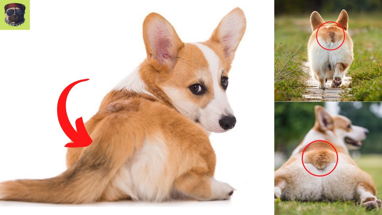 corgi with tail - Why do Corgis Have Their Tails Docked?