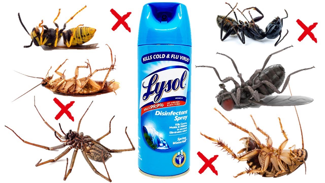Defeat Pests Once and for All: Lysol Spray's Game-Changing Method