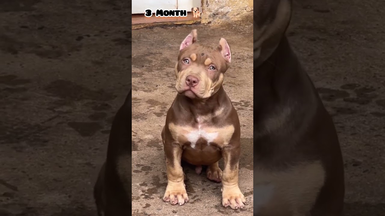 28  days to One Year American bully transformation#feed#dog #bullydogs#pitbull#love #transformation