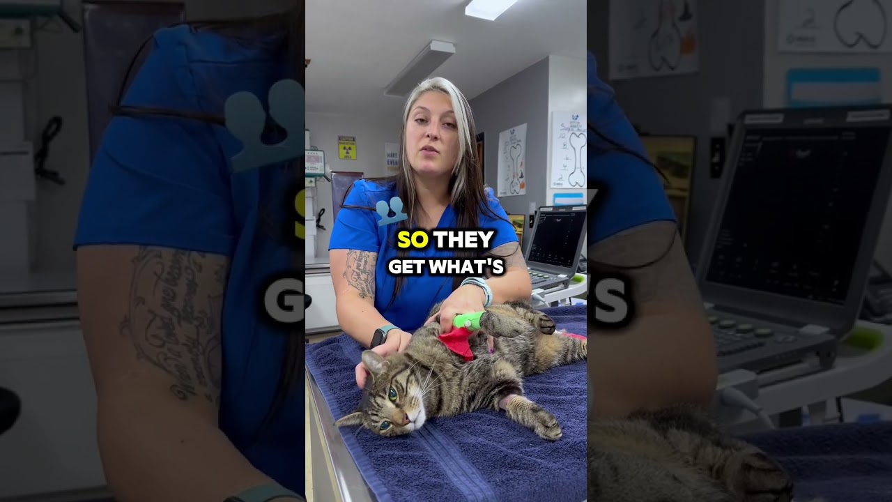 🚨 Urinary Tract Blockages in Pets: What You Need to Know 🚨