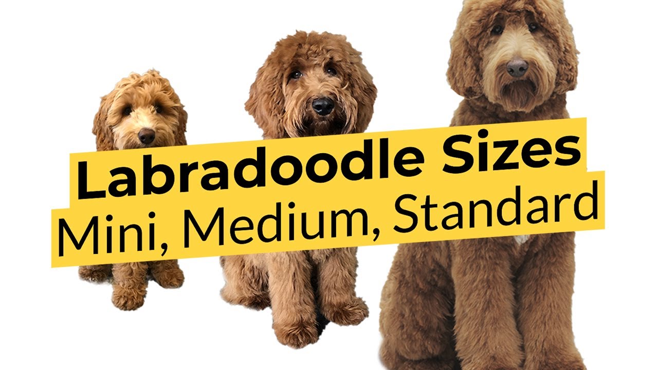 What Labradoodle Size is Best? 🐶 Mini 🐶 Medium 🐶 Standard