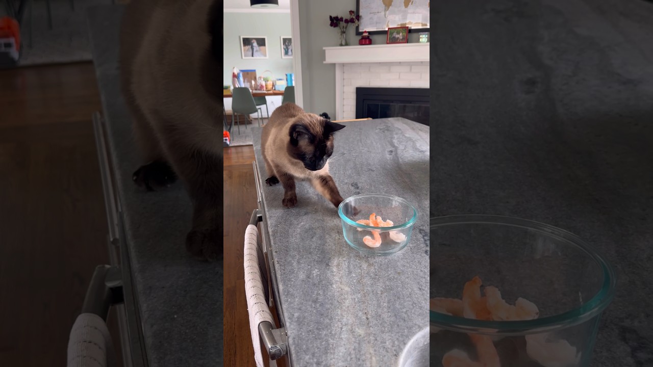 Cat Steals Half-Frozen Shrimp and Eats It