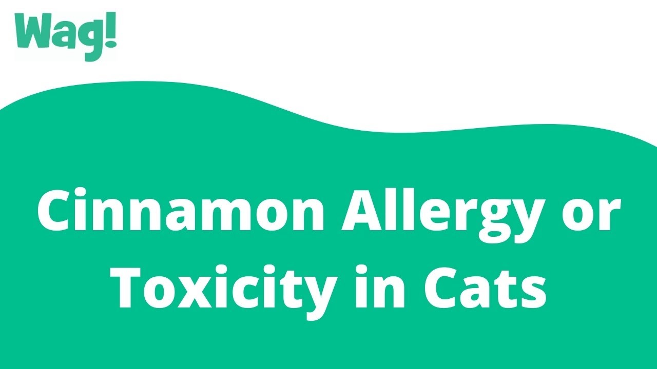 Cinnamon Allergy or Toxicity in Cats | Wag!