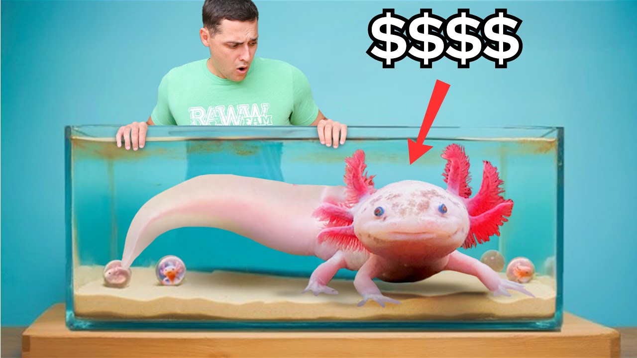 Buying The Most Expensive Axolotl In The World…