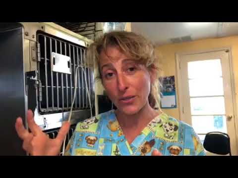 Get Out Alive. Blocked Cat. What to do when you cannot afford the ER