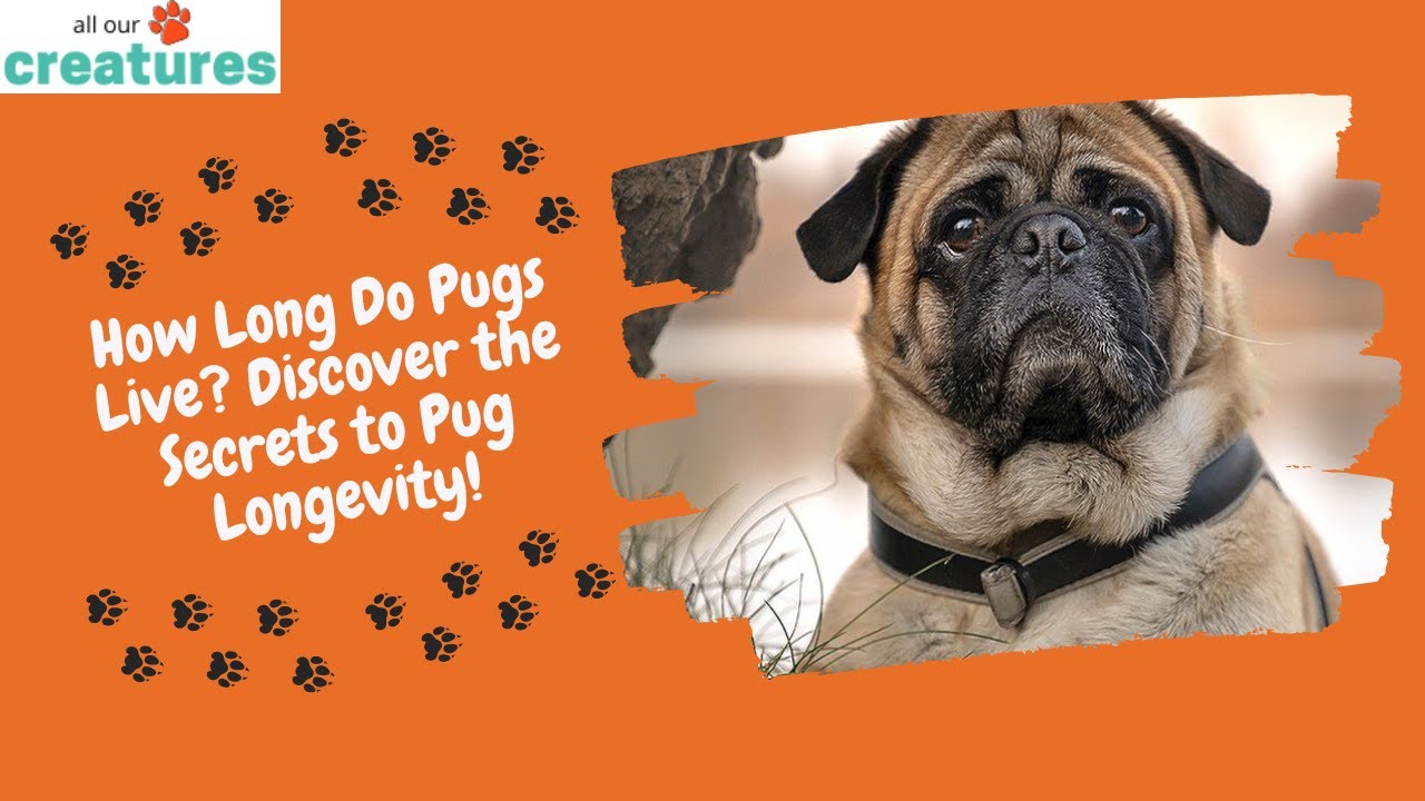 How Long Do Pugs Live? Discover the Secrets to Pug Longevity!