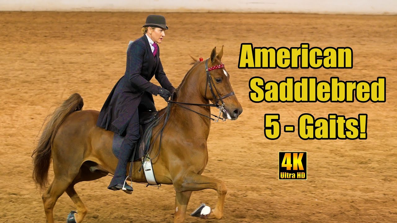 Amazing 5-Gaited American Saddlebred Horses! Carousel Charity Horse Show 2024