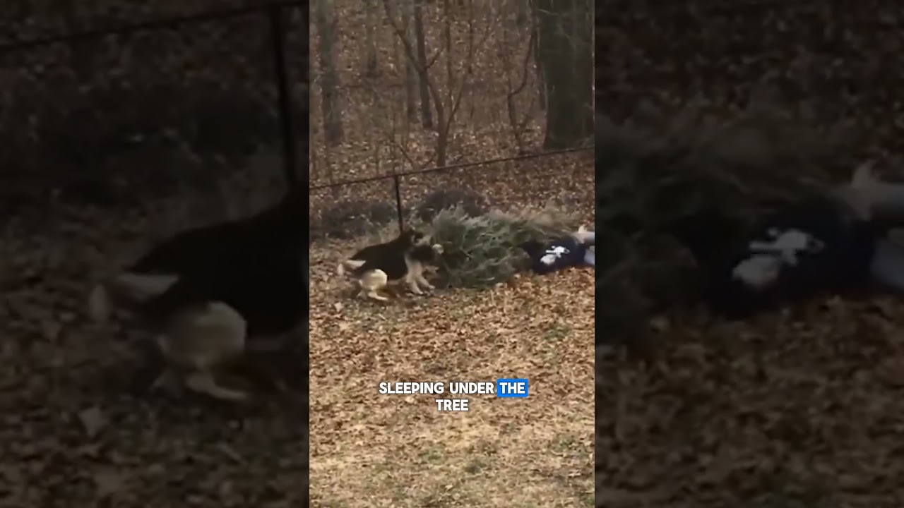 Christmas Tree Tug-o-War with the Dogs