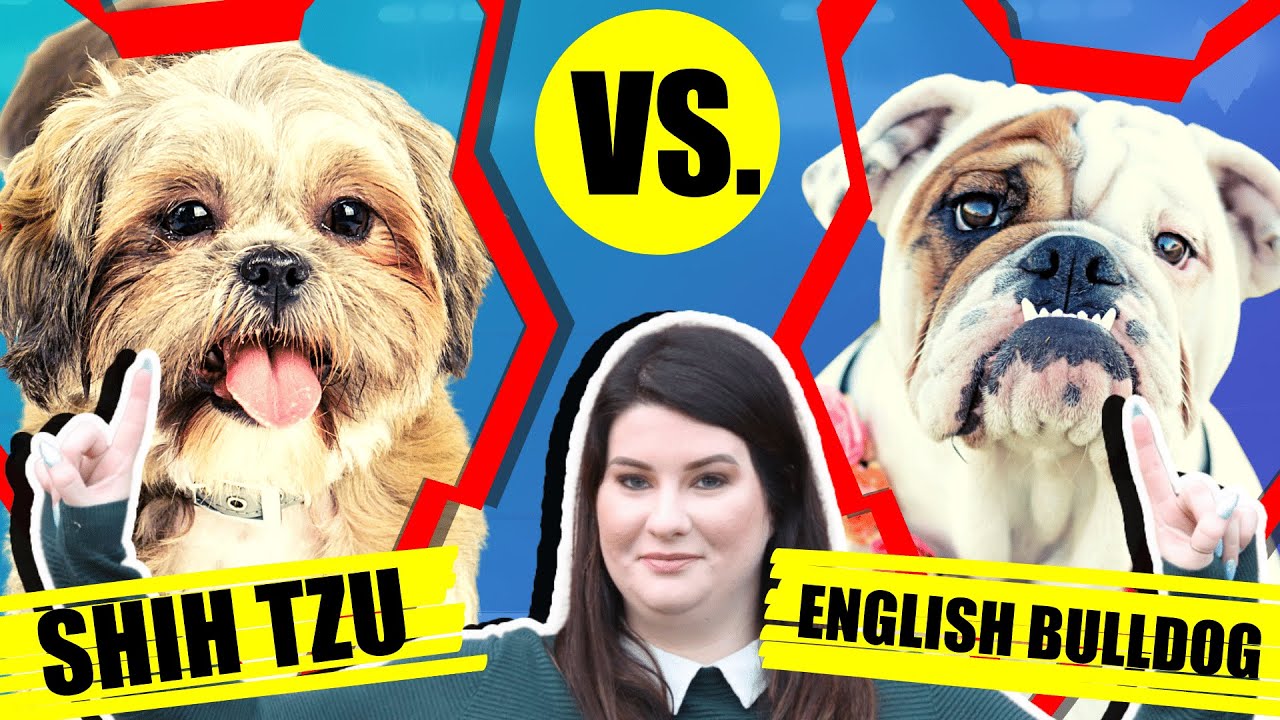 SHIH TZU VS ENGLISH BULLDOG