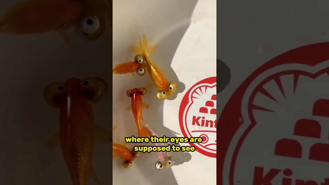 Goldfish breeding taken too far - Celestial Eye Goldfish