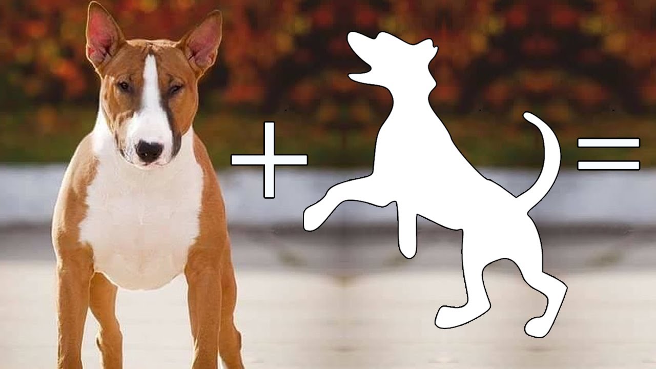 Top 8 Imagined Cross Breeds of Bull Terrier | Bull Terrier Mixes
