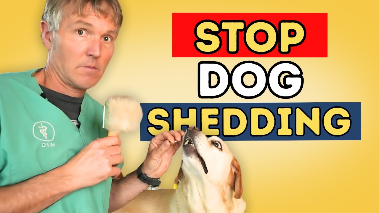 How to Reduce Dog Shedding: 5 Effective Home Solutions
