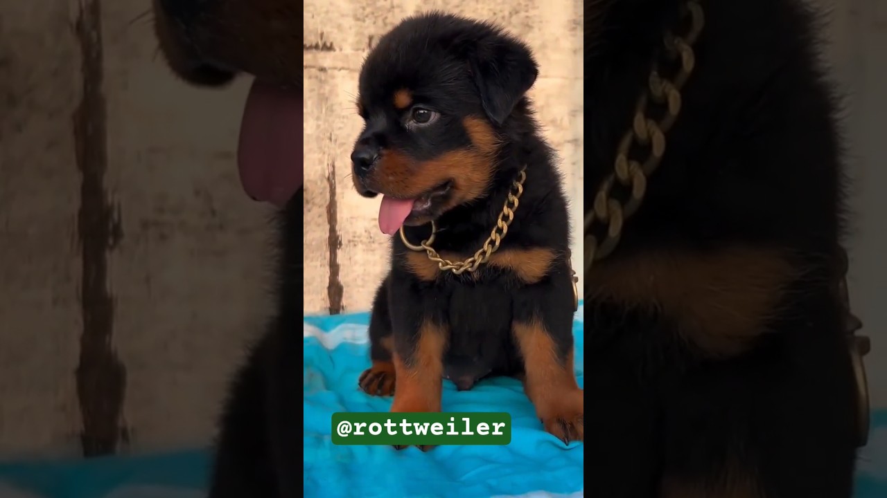 Rottweiler Puppy for Sale – Pure German Bloodline 🐾🔥
