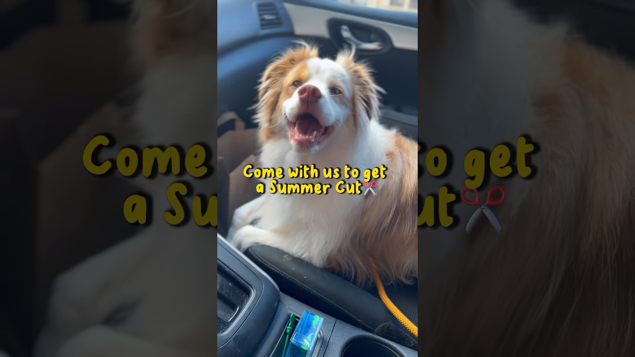 lets shave the dreads✂️australianshepherd #doggrooming #dog