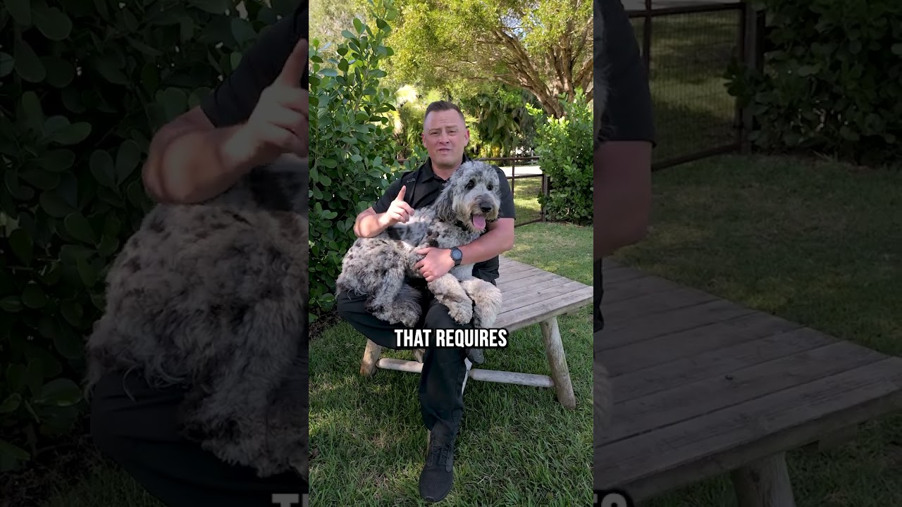 Is the Bernedoodle Right for You?