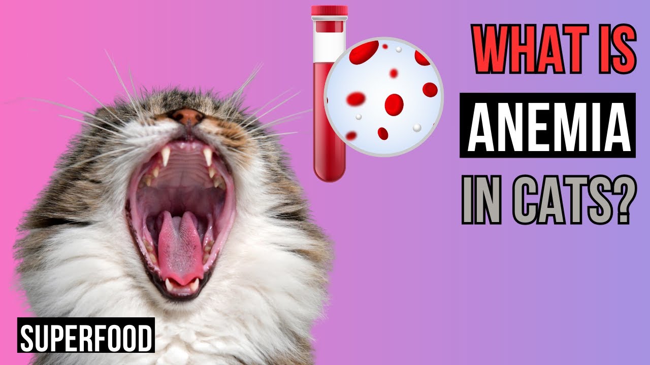 Anemia in Cats: Understanding, Symptoms, Diagnosis, and Treatment