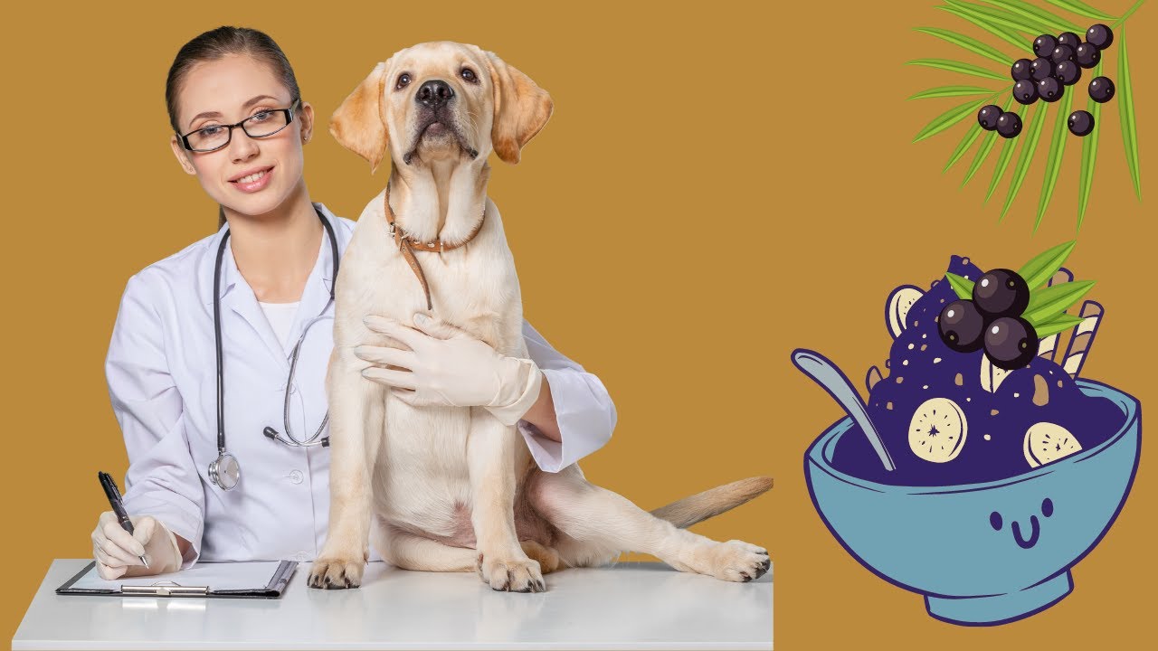 Can dogs eat Acai?
