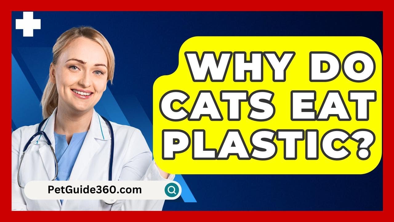 Why Do Cats Eat Plastic? - PetGuide360.com