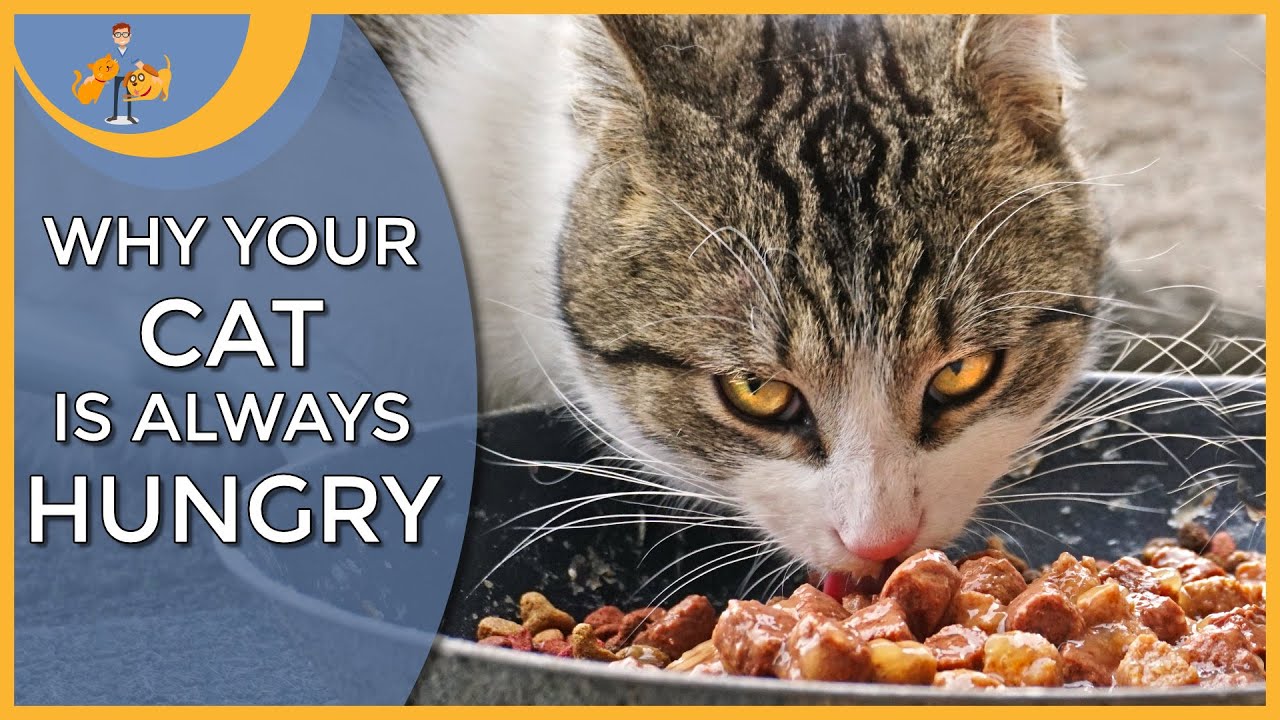 Why is My Cat Always Hungry - the 7 main reasons