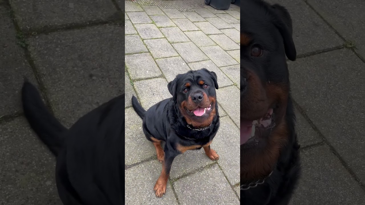 Advocating to stop docking the tail❌ #dog #rottweiler #dogbreed #dogs #rottweilerpuppy #pets