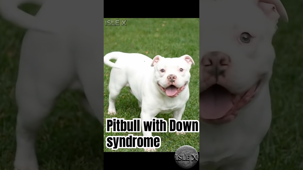 Pitbull with Down Syndrome – Not Perfect, Just Happy  #islex