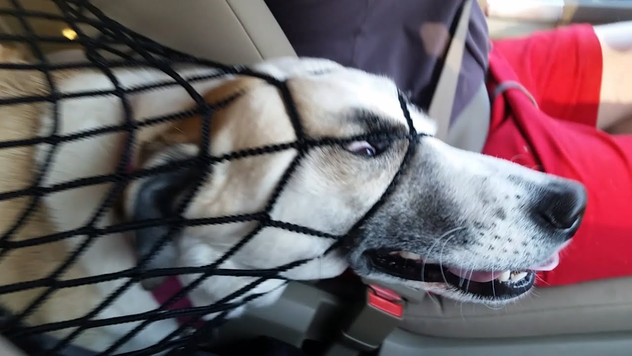 Bad Pets | Hilarious Dogs