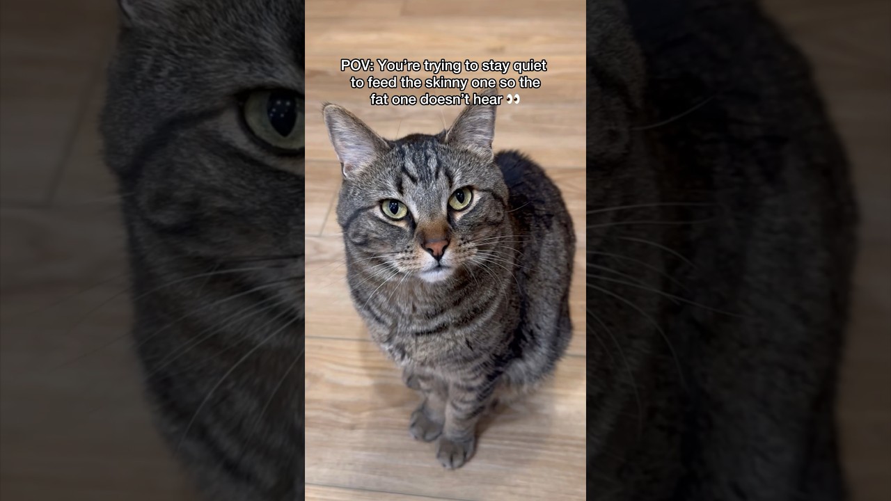 Feeding the skinny cat vs the fat cat
