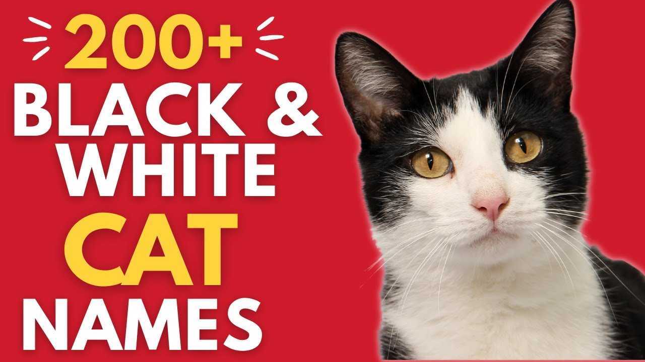 200+ Creative Black and White Cat Names | Names for a Tuxedo Cat (Boy and Girl Cat Names)
