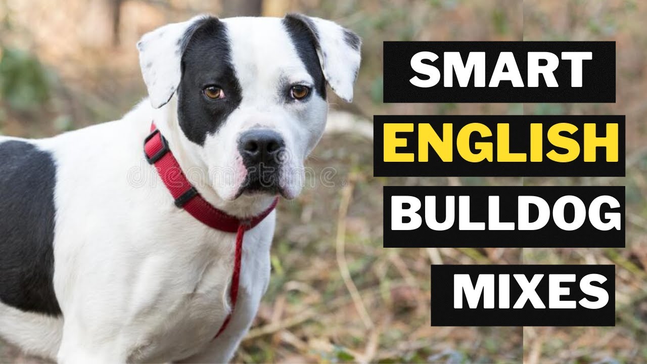 Top 10 English bulldog mix Breeds You Don't Know About