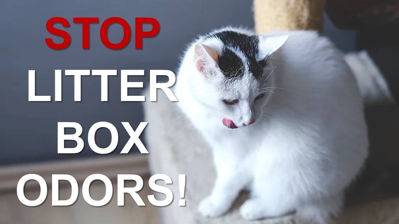 How To Keep Your Litter Box From Stinking Up Your House!! |Control Litter Box Odors