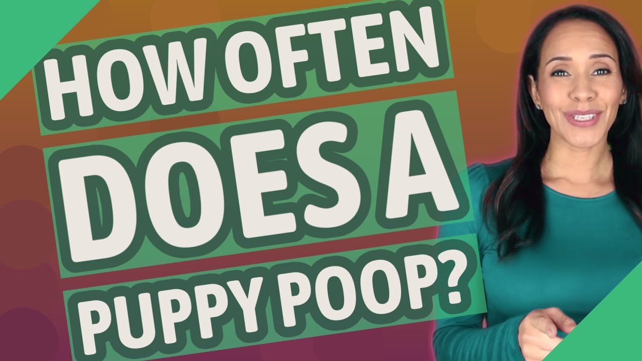 How often does a puppy poop?