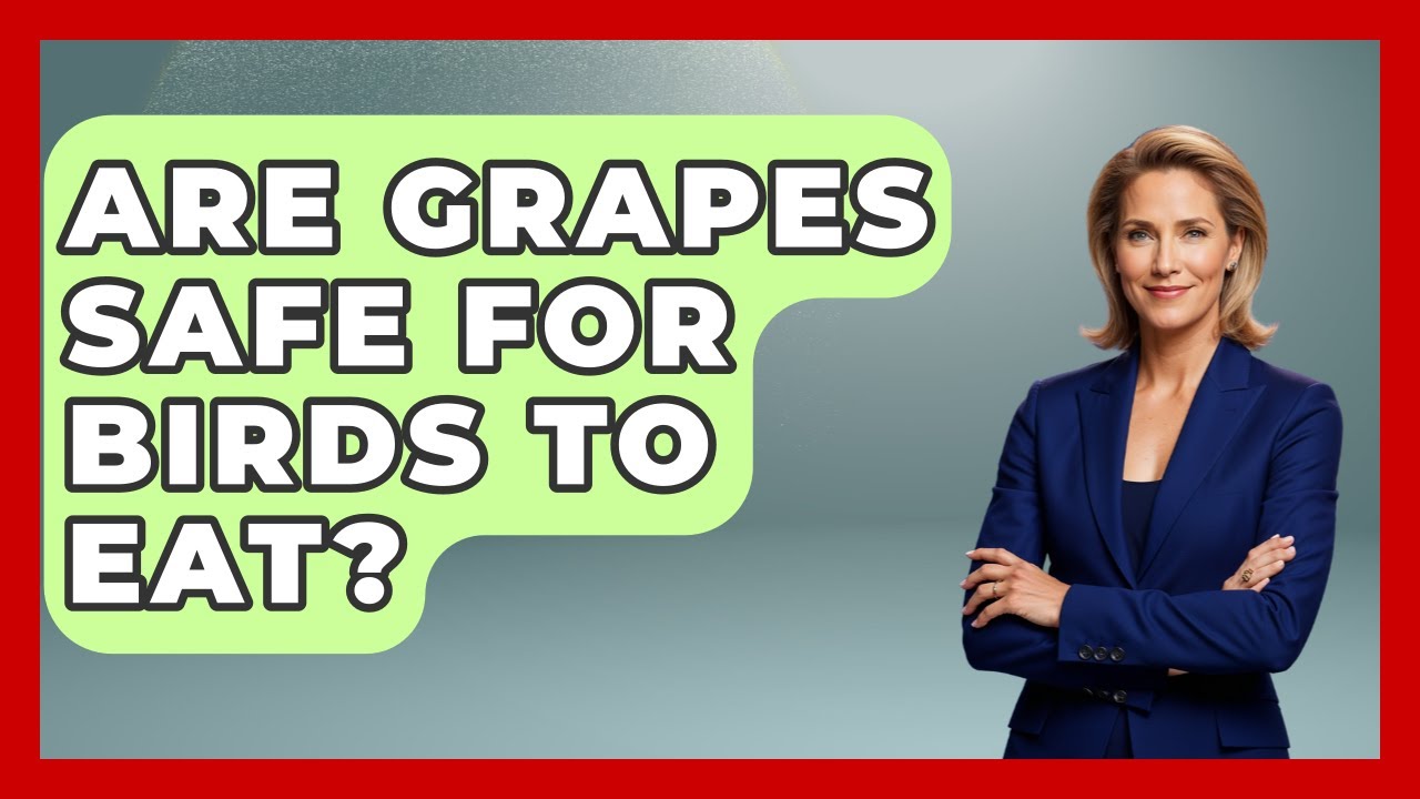 Are Grapes Safe For Birds To Eat? - Bird Watching Diaries
