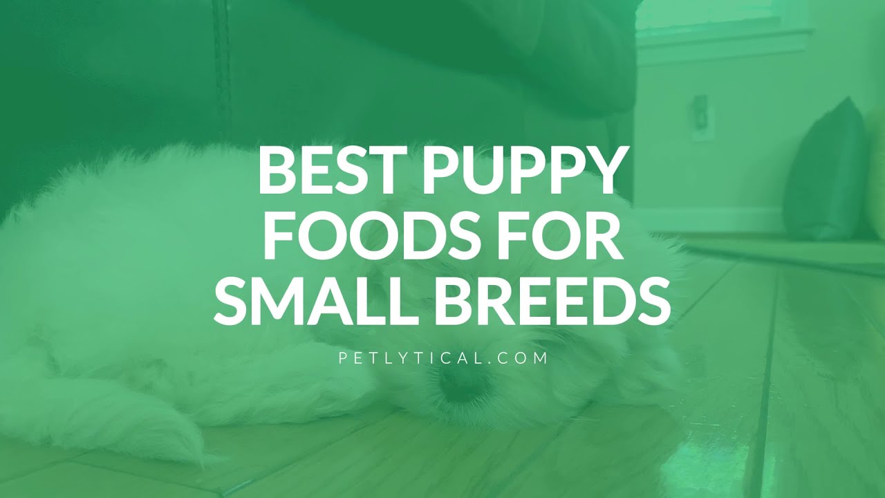 Best Puppy Food for Small Breeds in 2025