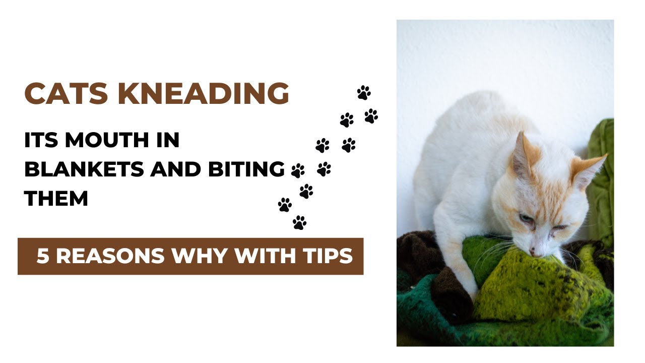 Cats Kneading Its Mouth In Blankets And Biting: Reasons and Tips