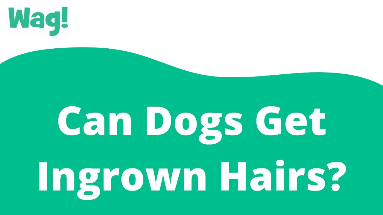 Can Dogs Get Ingrown Hairs? | Wag!