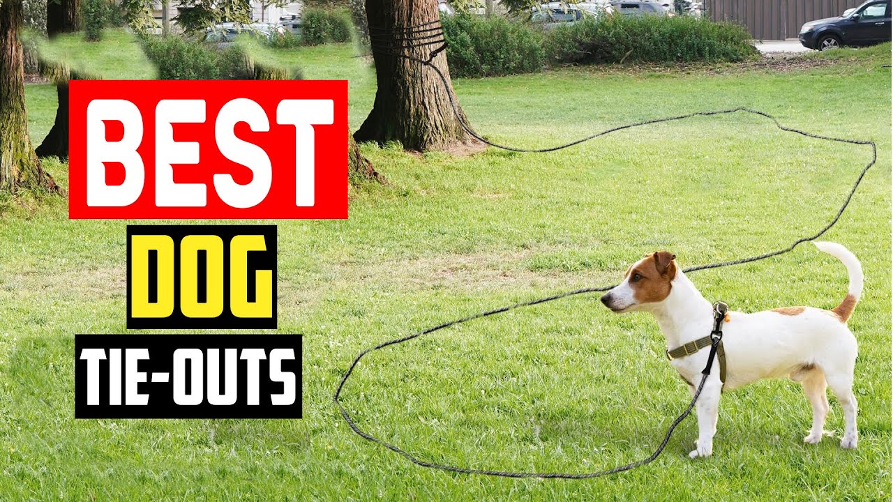✅Top 5 Best Dog Tie Outs and Yard Leashes for Safety on a Line
