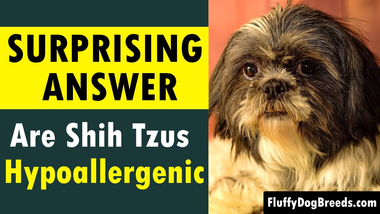 Are Shih Tzus Hypoallergenic? Surprising Answer