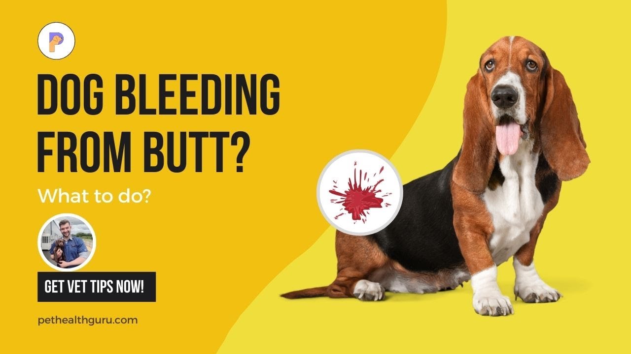 Why is your dog bleeding from the butt? (Don't Panic!) How to stop it? Dr. Alex Crow, PetHealthGuru