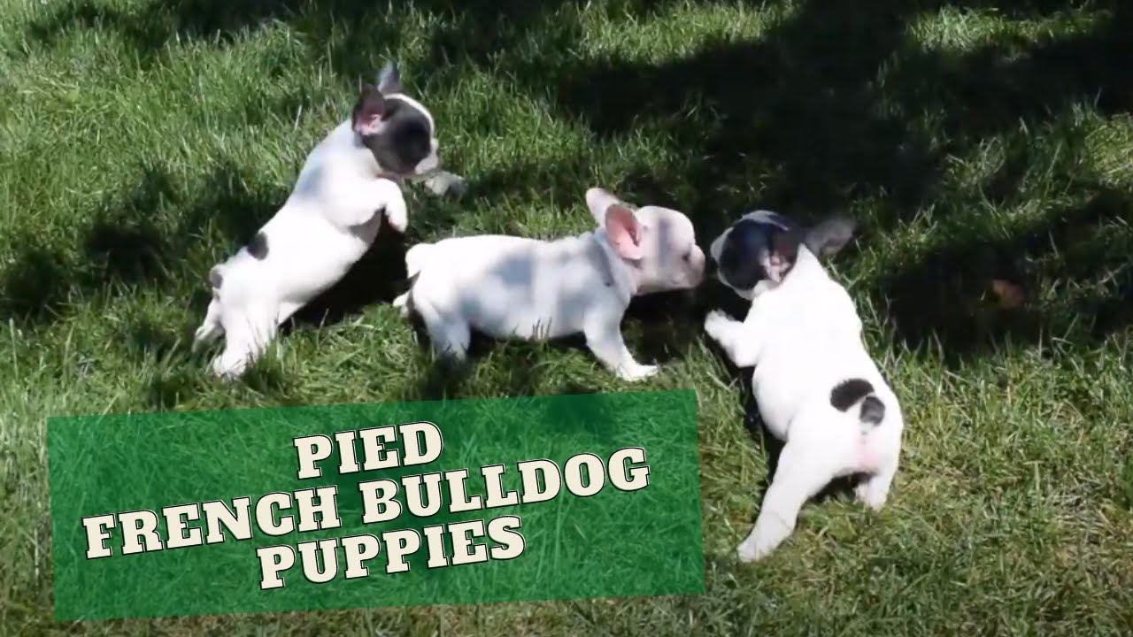 What are Pied French Bulldogs?